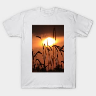 Kansas Wheat silhouette at Sunset T-Shirt